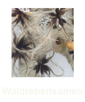 Video-Waldrebensamen-Ariane-Gschwindt